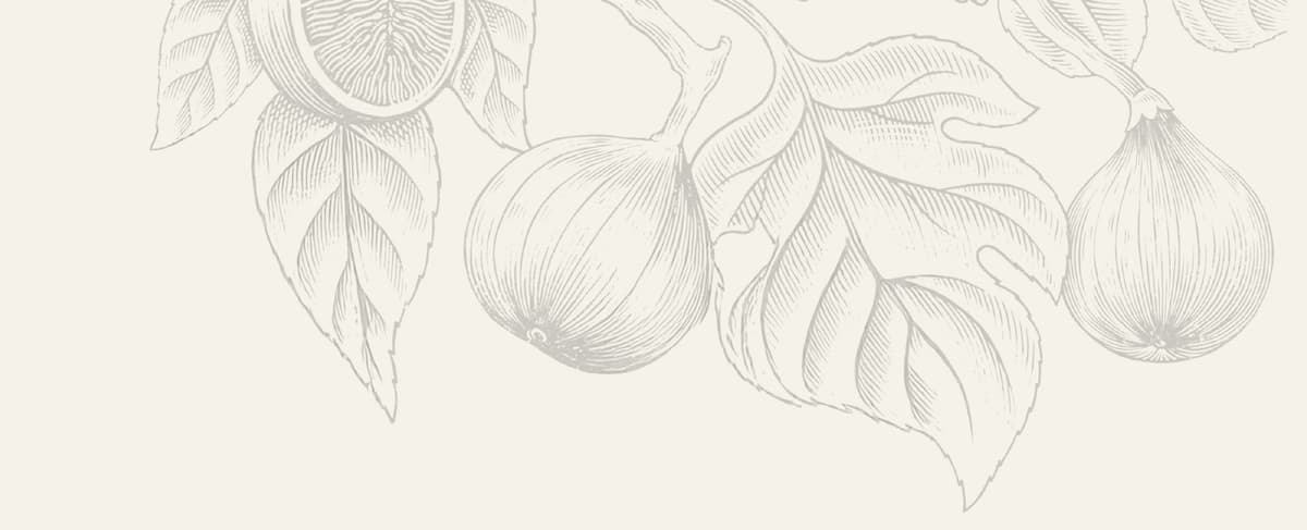 Fig botanical illustration